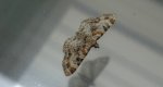 Eupithecia pulchellata