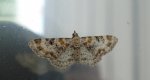 Eupithecia pulchellata