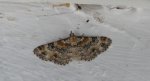 Eupithecia pulchellata