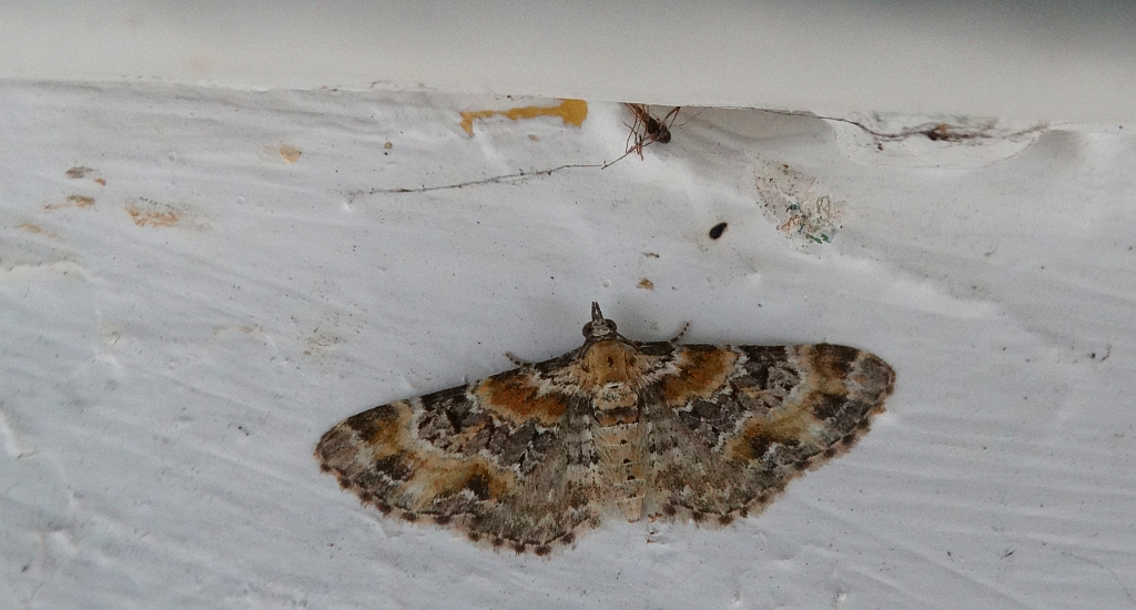 Eupithecia pulchellata