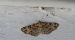 Eupithecia pulchellata