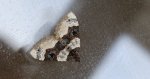 Paśnik dwuziernik (Cosmorhoe ocellata)