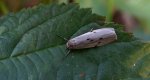 Fałdówka mokrzyca (Pelosia muscerda)