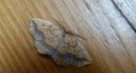 Nagodnik wycinek (Epione repandaria)