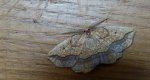 Nagodnik wycinek (Epione repandaria)