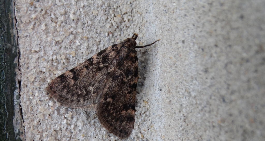 Pyrausta despicata