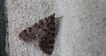 Pyrausta despicata