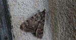 Pyrausta despicata