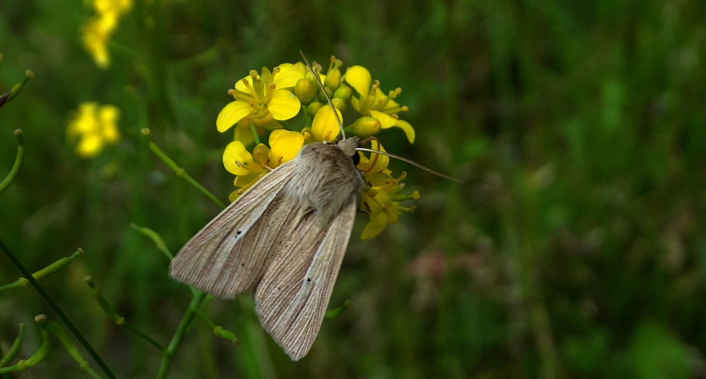 Mokradlica (Mythimna pallens)