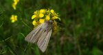 Mokradlica (Mythimna pallens)