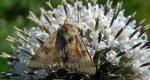 Słonecznica szczeciówka (Heliothis viriplaca)