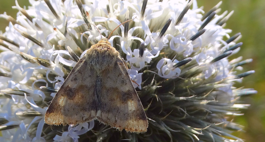 Słonecznica szczeciówka (Heliothis viriplaca)