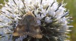 Słonecznica szczeciówka (Heliothis viriplaca)