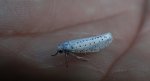 Namiotnik czeremszaczek (Yponomeuta evonymella)