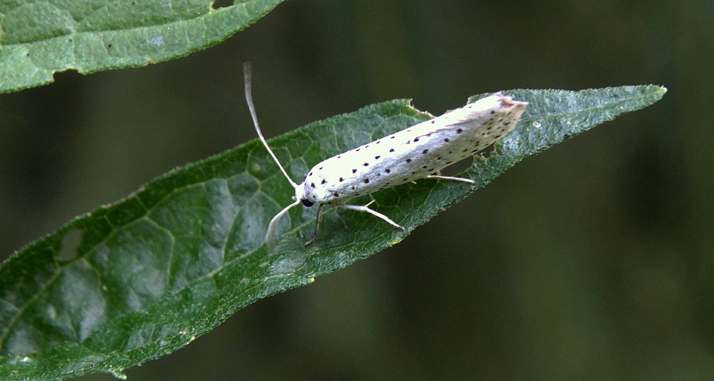 Namiotnik czeremszaczek (Yponomeuta evonymella)