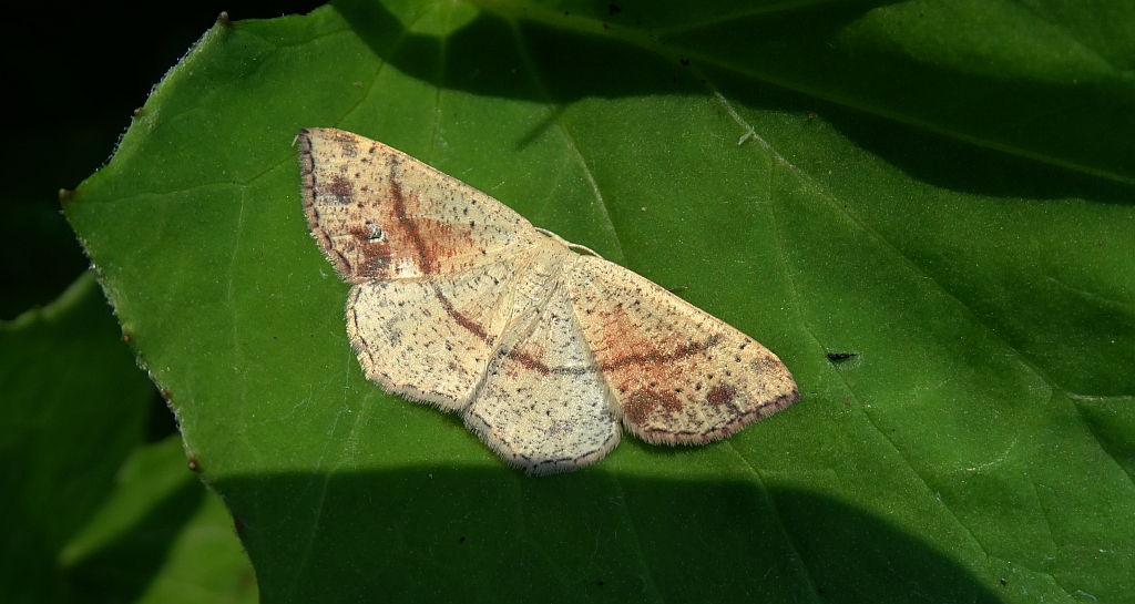 Świerzbik nakropek (Cyclophora punctaria)