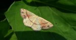 Świerzbik nakropek (Cyclophora punctaria)