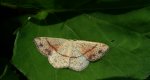 Świerzbik nakropek (Cyclophora punctaria)