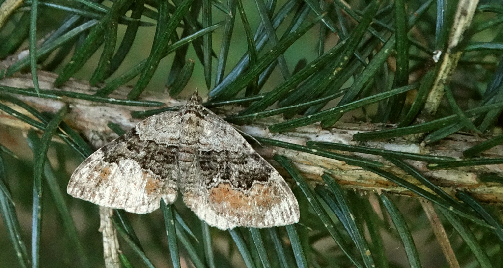 Paśnik czteropasek (Xanthorhoe quadrifasiata) lub paśni rdzawiak (Xanthorhoe ferrugata)