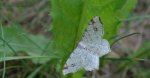 Witalnik dębiak (Macaria notata)