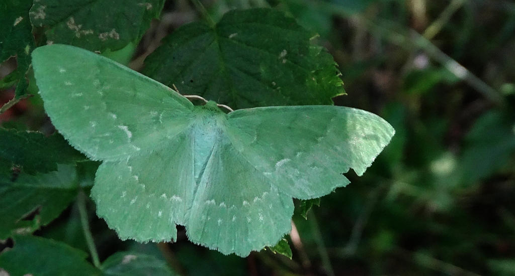Miernik zieleniak (Geometra papilionaria)
