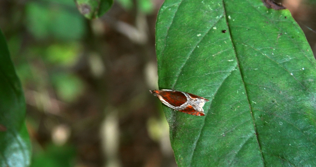 Ancylis unculana
