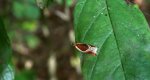 Ancylis unculana