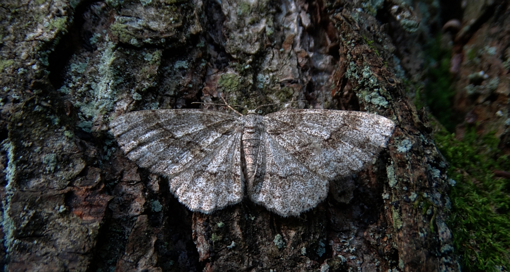 Przylepek pomrocznik (Ectropis crepuscularia)