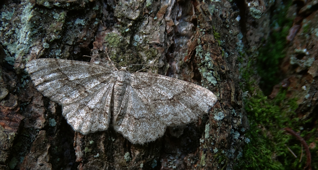 Przylepek pomrocznik (Ectropis crepuscularia)