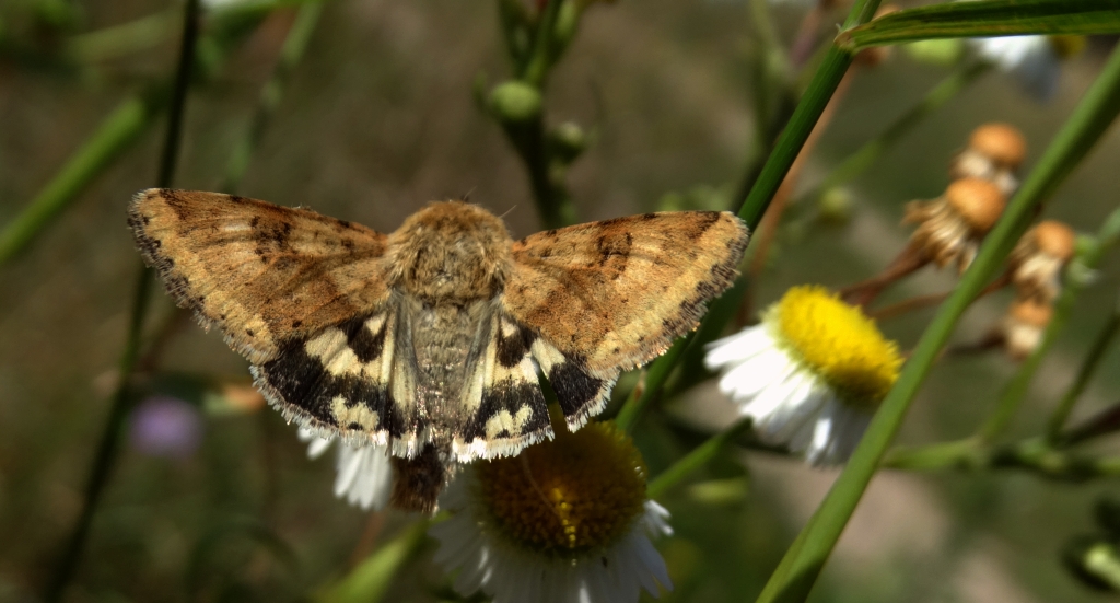 Słonecznica szczeciówka (Heliothis viriplaca)