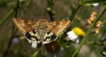 Słonecznica szczeciówka (Heliothis viriplaca)
