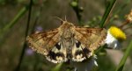 Słonecznica szczeciówka (Heliothis viriplaca)