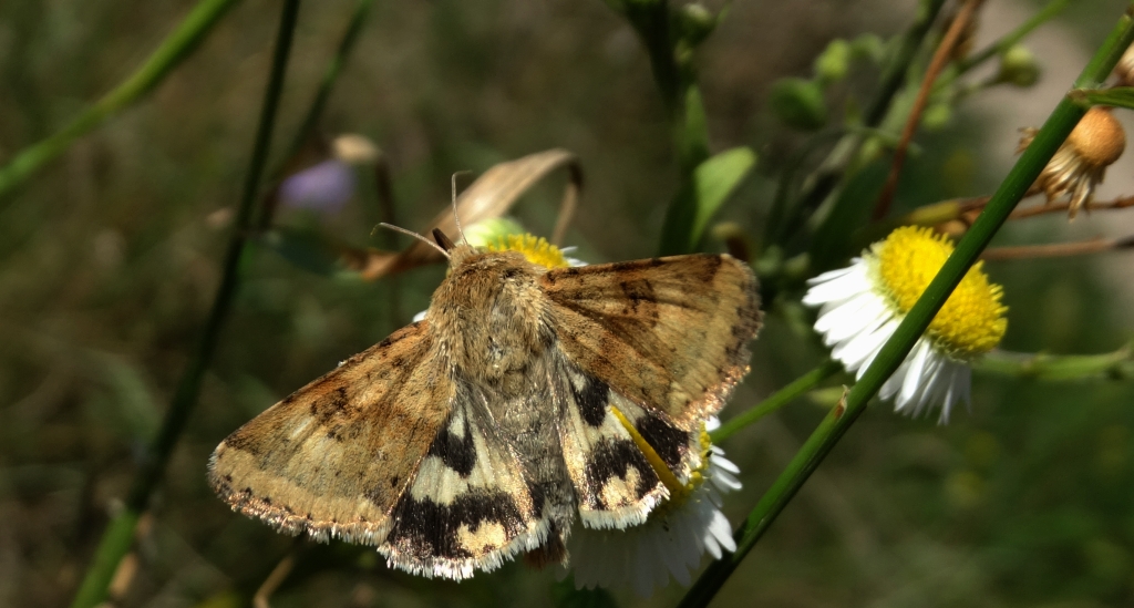 Słonecznica szczeciówka (Heliothis viriplaca)
