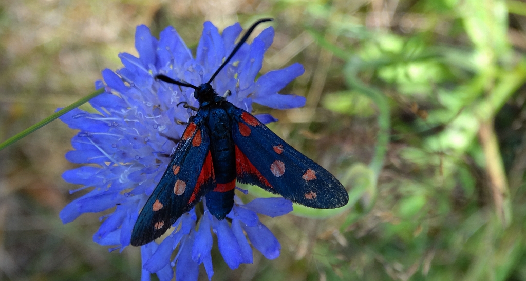 Kraśnik goryszowiec (Zygaena ephialtes)