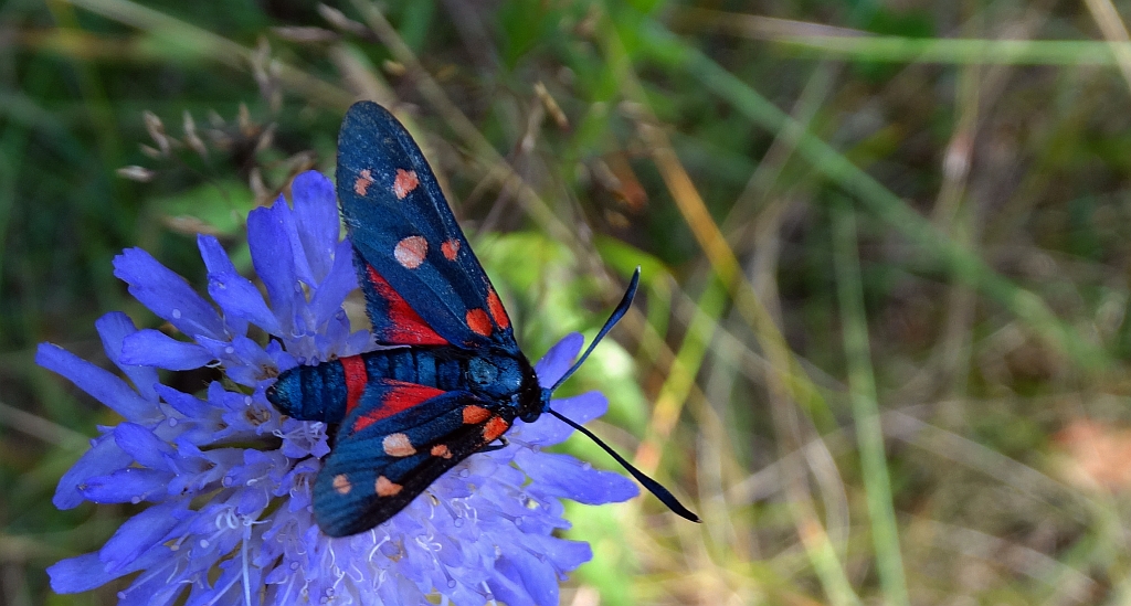 Kraśnik goryszowiec (Zygaena ephialtes)