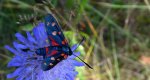Kraśnik goryszowiec (Zygaena ephialtes)