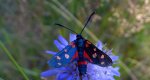 Kraśnik goryszowiec (Zygaena ephialtes)