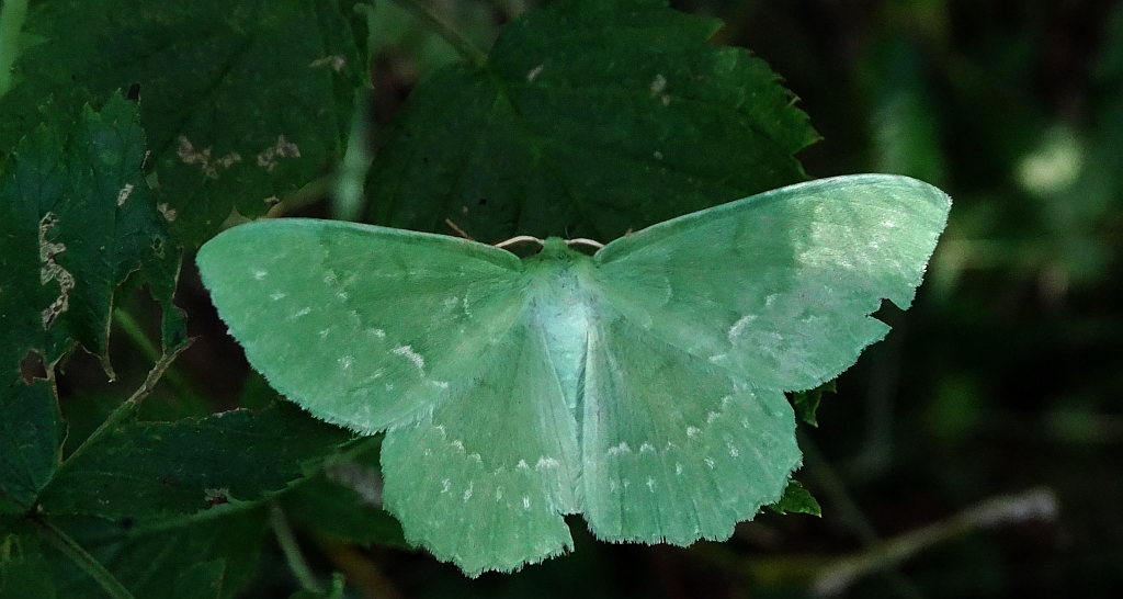 Miernik zieleniak (Geometra papilionaria)