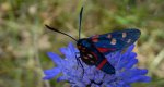 Kraśnik goryszowiec (Zygaena ephialtes)