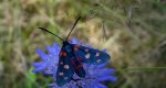 Kraśnik goryszowiec (Zygaena ephialtes)