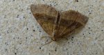 Paśnik komosiak (Scotopteryx chenopodiata)