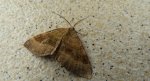 Paśnik komosiak (Scotopteryx chenopodiata)