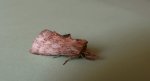 Dzióbica głaszczkówka (Pterostoma palpina)