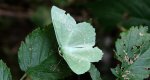 Miernik zieleniak (Geometra papilionaria)