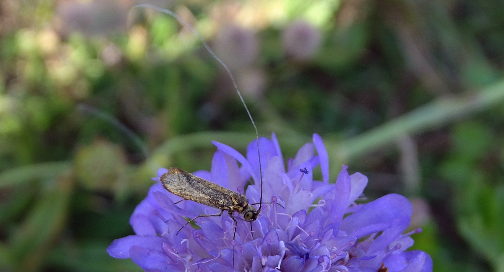 Wąsateczka lśniaczek (Nemophora metallica)