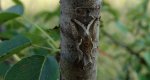 Błyszczka kroplówka (Macdunnoughia confusa)