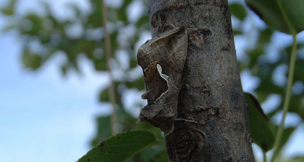 Błyszczka kroplówka (Macdunnoughia confusa)