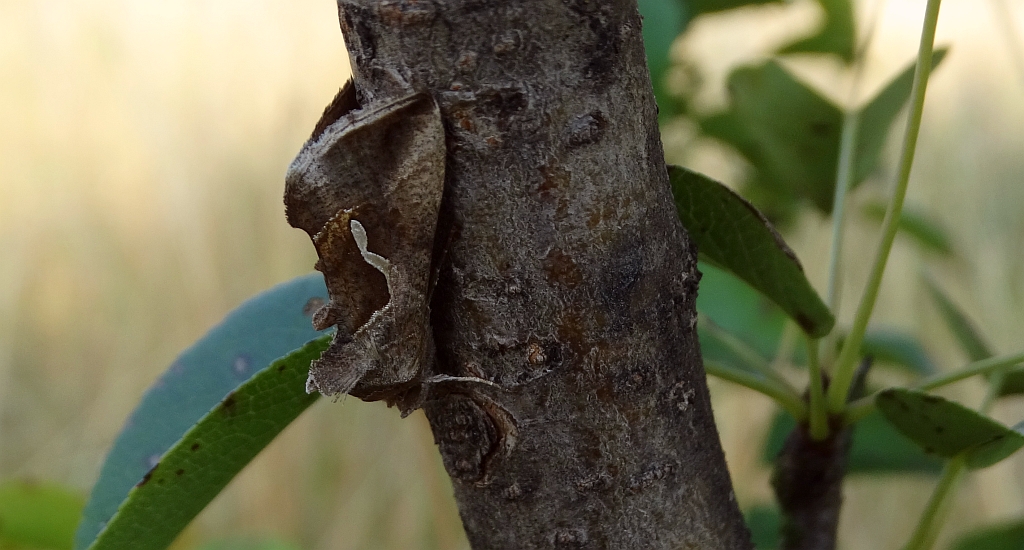 Błyszczka kroplówka (Macdunnoughia confusa)
