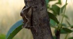 Błyszczka kroplówka (Macdunnoughia confusa)