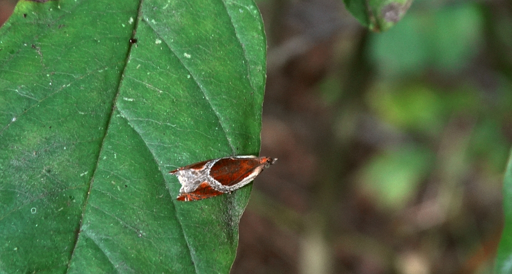 Ancylis unculana